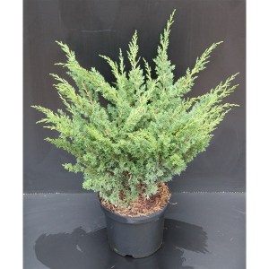Можжевельник китайский «Blaauw»  (Juniperus chinensis «Blaauw») 3,0L 30/+cm+p